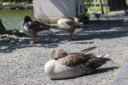 Anser anser species of large goose, big bird called greylag goose relaxing with birds friends on the streetの写真素材
