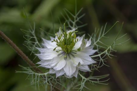 Nigella damascena early summer flowering plant with white flowers on small green shrub, ornamental garden flowerの写真素材