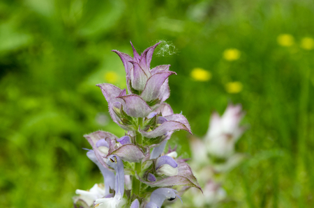 Salvia sclarea flowers in bloom, light violet flowering sage plant, green backgroundの写真素材