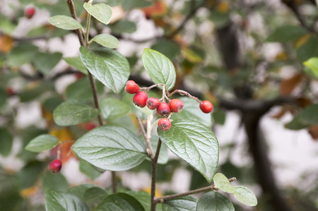 Cotoneaster integerrimus red autumn fruits and green leaves on branches, ripening hairy berries,...