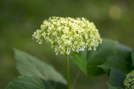 Hydrangea arborescens white flowering plant, group of small flowers on one stem in bloom, one flower...