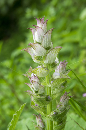 Salvia sclarea flowers in bloom, light violet flowering sage plant, green backgroundの写真素材