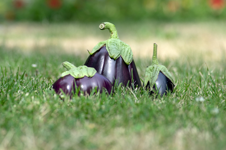 Three pieces of aubergines in green lawn in daylight, eggplants harvest time, fresh guinea squash fruitsの写真素材