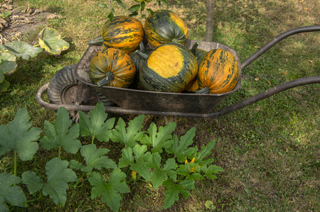 Cucurbita pepo oleifera in the wheelbarrow, group of vegetables, colorful fruitsの写真素材