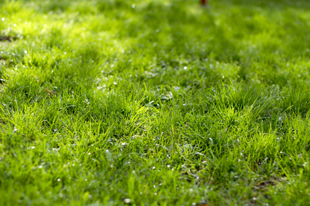 Green grass background with sunlight and shadows, beautiful springtime greenery lawn, green leaves