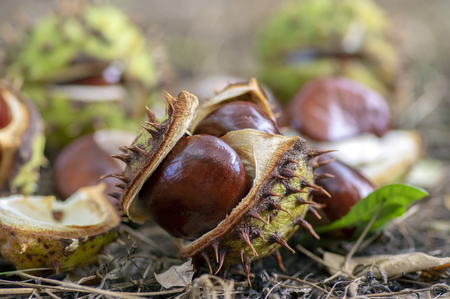 Aesculus hippocastanum, brown horse chestnuts, conker tree ripened fruits on the ground in the grassの写真素材
