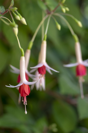 Fuchsia hybrida celia smedley white red flowering plant, group of beautiful ornamental pot flowers in bloom, group of flowersの写真素材