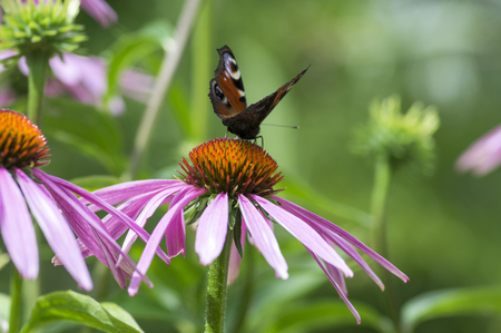 Agglais io butterfly on Echinacea purpurea flowering plant, eastern purple coneflower in bloom, ornamental healthy flowersの写真素材