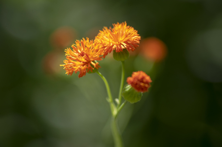 Emilia coccinea beautiful garden flowers, Scarlet Tasselflower plant in bloom with bright orange...
