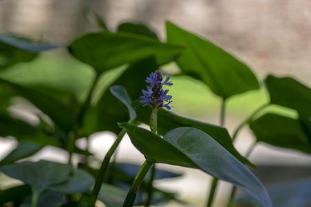 Pontederia cordata monocotyledonous aquatic flowering plant, violet purple small flower on stem in bloom, pond speciesの写真素材