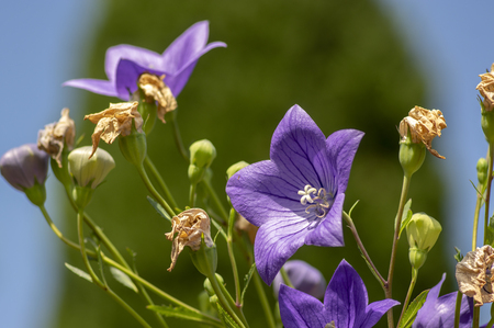 Platycodon grandiflorus bell flowers in bloom, beautiful violet blue flowering plant, big flowersの写真素材