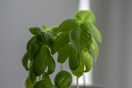 Ocimum basilicum green aromatic herbs, fresh plant leaves, common cuisine leaf ingredientsの写真素材