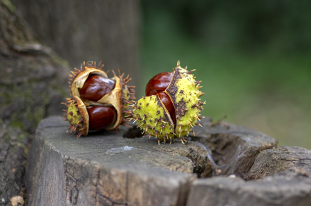 Aesculus hippocastanum, brown horse chestnuts, conker tree ripened fruits on old wooden stumpの写真素材