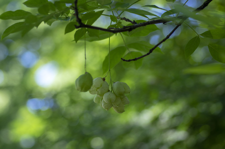 Staphylea emodi ornamental tree with green fruits hanging on branches, green leavesの写真素材