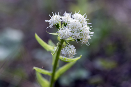 Petasites albus springtime forest herb, perennial rhizomatous plant flowering with group of small white flowers, starting to bloomの写真素材