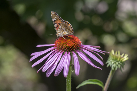 Vanessa cardui sitting on Echinacea purpurea flowering plant, eastern purple coneflower in bloom in sunlightの写真素材