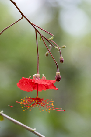 Hibiscus grandidieri tropical red flowering plant, beautiful flowers in bloom, also called Red Chinese Lantern Hibiscus, green backgroundの写真素材
