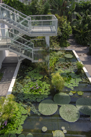 Botanic garden Padova / ITALY - June 16, 2018: Amazing tropical greenery trees, shrubs and plants with green leaves indoors in new very modern greenhouse in historical botany garden in Padovaのeditorial素材