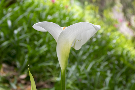 Zantedeschia aethiopica white flowers in bloom, beautiful ornamental flowering plant, green backgroundの写真素材