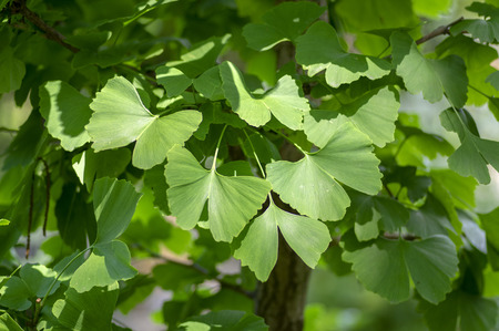 Ginkgo biloba tree branches with green leaves, healing plant in daylight