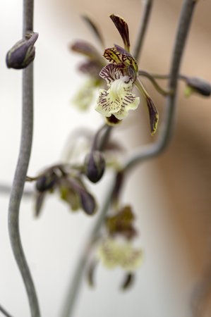 Oeceoclades decaryi, amazing beautiful Madagascar flowering orchid, brown white colorful monk orchids flowers on the stem in bloomの写真素材