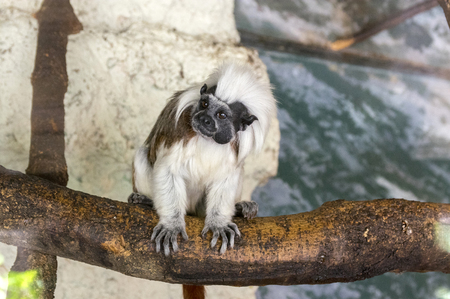 Saguinus oedipus small white hairy monkey on wooden branch, funny face, comical beastの写真素材