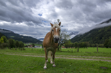 Horses on pasture in Verfenveng, Austria Alps, Europe, wild natural sceneryの写真素材