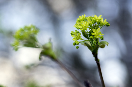 Acer platanoides flowering tree branches, bright yellow green flowers in bloom, springtime season, macro detail viewの写真素材