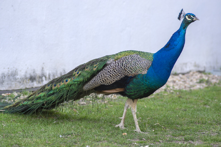 Pavo cristatus majestic blue bird, beautiful bird animal portraitの写真素材