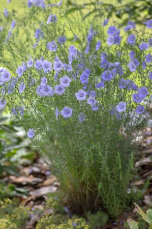Linum usitatissimum flowering ornamental garden plant, group of beautiful blue flowers in bloom, flowers on stems, green leavesの写真素材