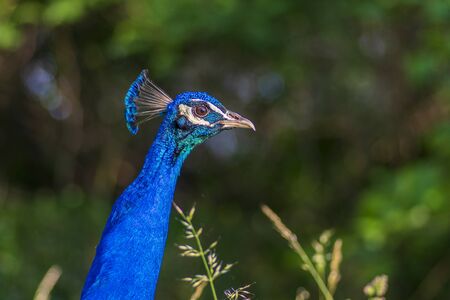 Pavo cristatus majestic blue bird, beautiful animal, birds portrait on green grass lawn backgroundの写真素材
