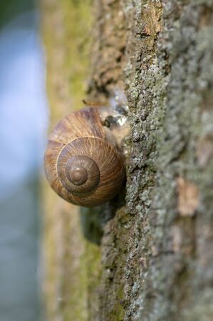 Helix pomatia big land snail on tree bark, brown shell with relaxing animal inside, sunny dayの写真素材