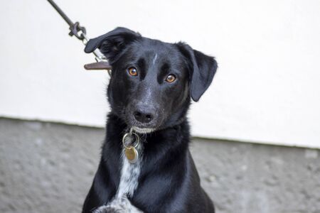 Black dog with collar on leash, shiny hair in daylight, baby dog, eye contac