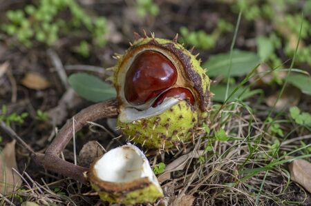 Aesculus hippocastanum, brown horse chestnuts, conker tree ripened fruits on the ground in the grass