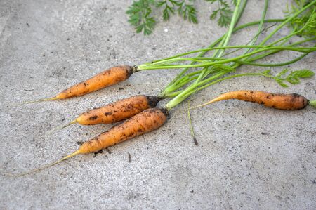 Dirty bunch of carrots covered with black dirt on gray concrete background, group of healthy orange root vegetables with green leavesの写真素材