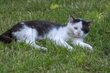 Old dirty black and white cat with collar lying in the grass, lazy relaxing beastの写真素材