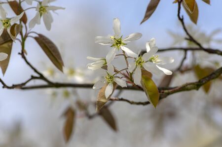 Amelanchier lamarckii deciduous flowering shrub, group of white flowers and leaves on branches in bloom, snowy mespilus plant cultivarの写真素材