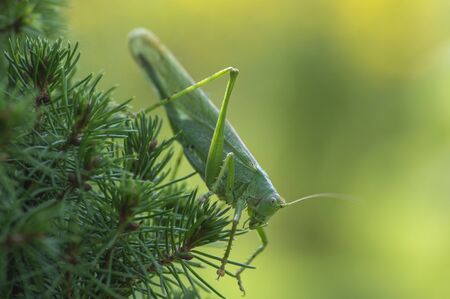 Tettigonia viridissima female sitting on the needles branches, great green bush-cricket beautiful...