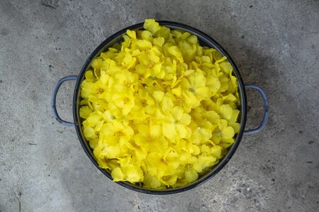 Verbascum densiflorum mullein denseflowered yellow flowering flowers harvested in blue enamel bowl...