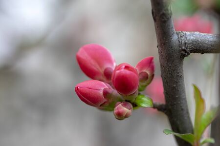 Ornamental flowering shrub Chaenomeles japonica cultivar superba with beautiful light pink petals and yellow center, early flowers in bloomの写真素材