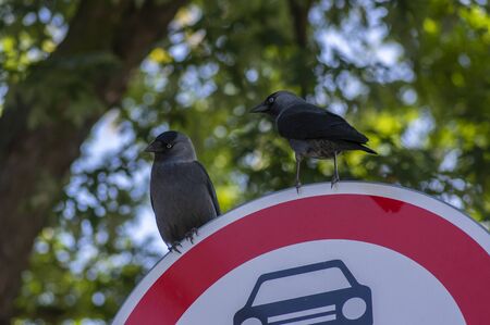 Western jackdaw Coloeus corvus monedula sitting on red road sign, two blue eyed birds on green backgroundの写真素材