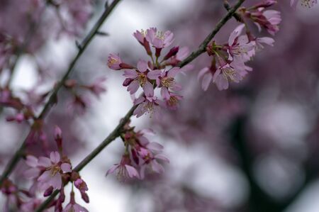 Prunus okame flowering early spring ornamental tree, beautiful small pink flowers in bloom in daylightの写真素材