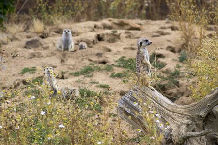 Beautiful meerkat holding a guard in sandy area, funny small african animal on wooden stumpの写真素材