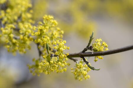 Cornus mas european cornel tree branches during early springtime in bloom, Cornelian cherry dogwood flowering with bright yellow flowers in sunlightの写真素材