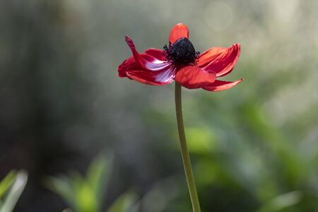 Beautiful red white black ornamental anemone coronaria de caen in bloom, bright colorful flowering springtime plant in the gardenの写真素材