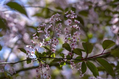 Prunus padus colorata pink flowering cultivar of bird cherry hackberry tree, hagberry mayday tree in bloom, ornamental park flowers on branches and red green leavesの写真素材