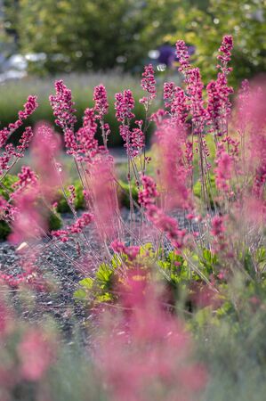 Heuchera sanguinea beautiful ornamental spring flowering plant, bright red pink flower in bloom,...