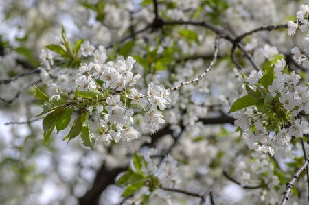 Amelanchier lamarckii deciduous flowering shrub, group of white flowers on branches in bloom, snowy mespilus plant cultivarの写真素材