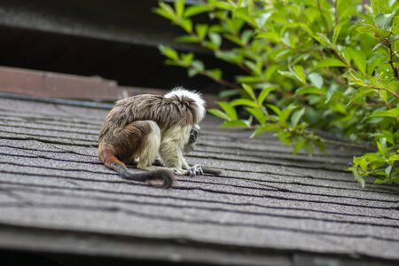 Saguinus oedipus cotton-top tamarin animal on rooftop, one of the smallest primates playing, very...