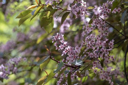 Prunus padus colorata pink flowering cultivar of bird cherry hackberry tree, hagberry mayday tree in...